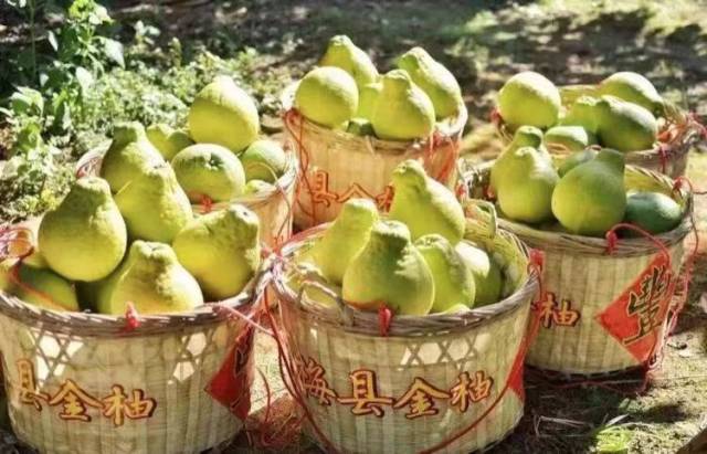 守護(hù)梅州柚金字招牌！30 家企業(yè)“亮劍”，承諾“不早摘、控品質(zhì)、強(qiáng)品牌”！